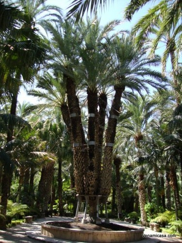 The Imperial Palm