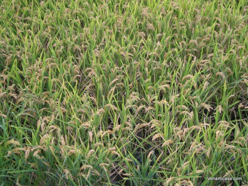 la-albufera-rice-fields-1-1