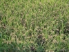 la-albufera-rice-fields-1-1