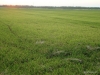 la-albufera-rice-fields-1