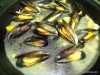 steamed-mussels