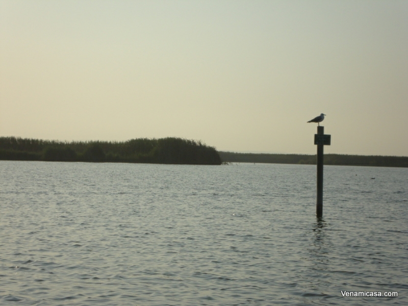 la-albufera-fauna2