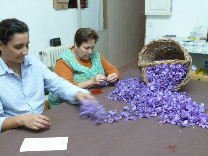 Spanish Saffron. La Mancha,Spain,Cultivation & harvesting (16)