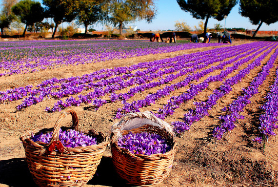 saffron-cultivation