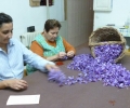 Spanish Saffron. La Mancha,Spain,Cultivation & harvesting (16)