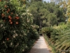 san-vicentes-orange-grove-and-gardens-1