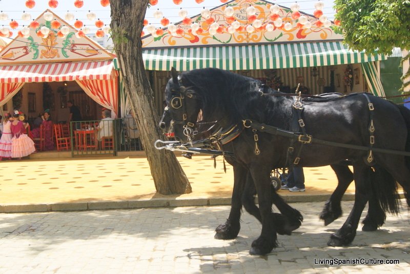 Feria de Sevilla,Spain,Espagne,percheron horses (2)