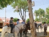 Feria de Sevilla,Spain,Espagne,horseman,cavalier (8)