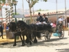 Feria de Sevilla,Spain,Espagne,percheron horses (1)