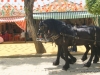 Feria de Sevilla,Spain,Espagne,percheron horses (2)