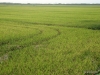 la-albufera-rice-fields-1-2