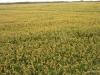 la-albufera-rice-fields_0