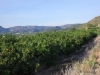 orange-trees-and-mountains