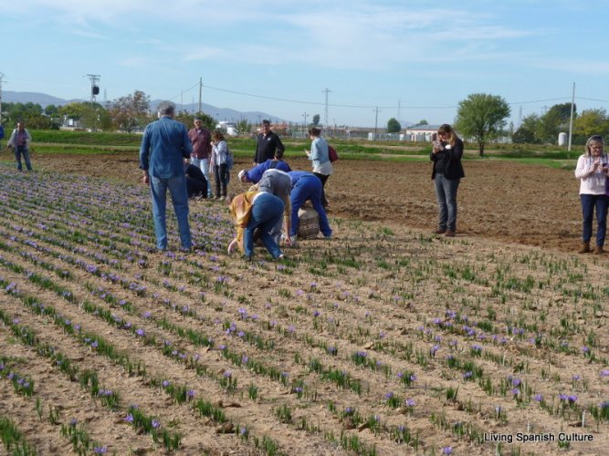 Harvesting of the saffron (2)