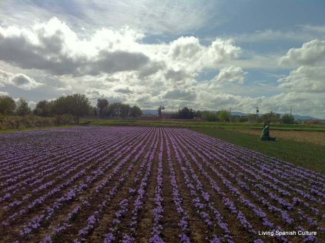 Harvesting of the saffron (3)