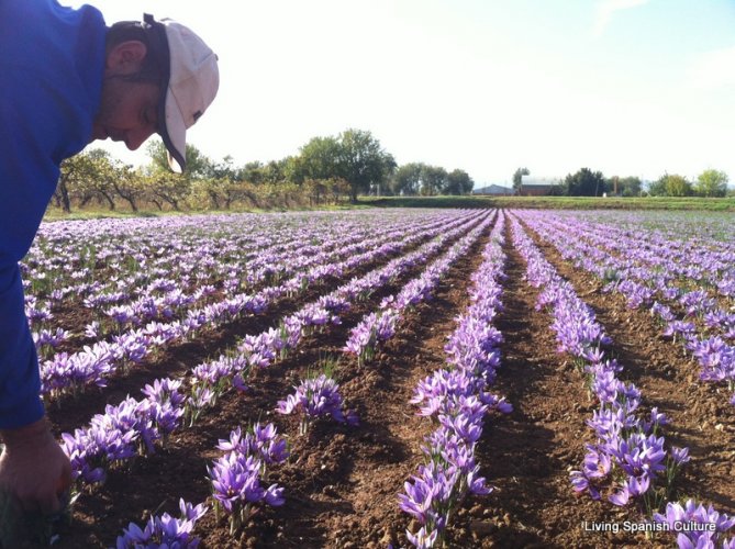 Harvesting of the saffron (4)