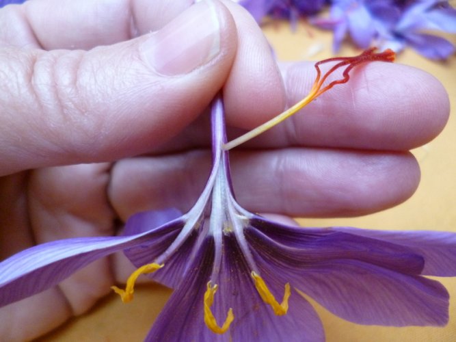 Pruning of Saffron (1)