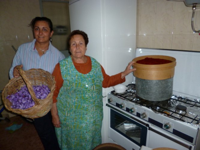 Spanish Saffron. La Mancha,Spain,Cultivation & harvesting (10)