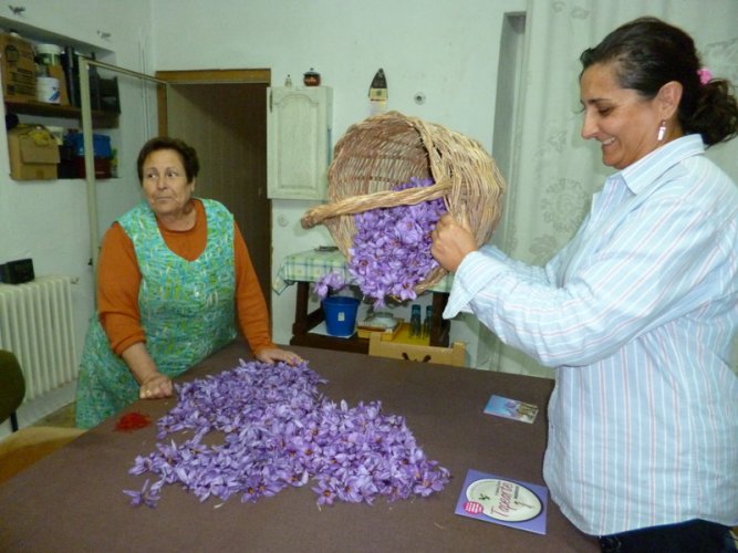 Spanish Saffron. La Mancha,Spain,Cultivation & harvesting (12)