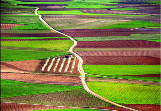 consuegra fields