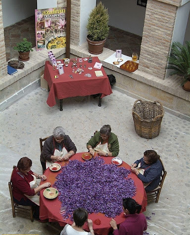 la-mancha-saffron-pruning-1