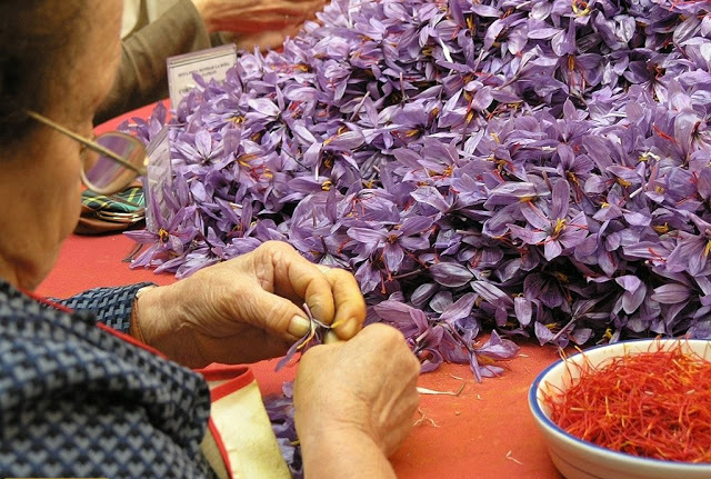 saffron-pruning-2