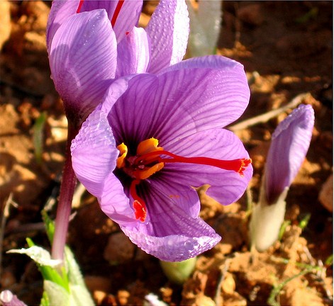 the-rose-of-saffron