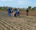 Harvesting of the saffron (2)