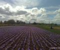 Harvesting of the saffron (3)