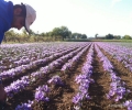 Harvesting of the saffron (4)