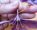 Pruning of Saffron (1)