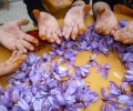 Pruning of Saffron (2)