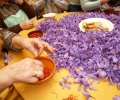 Pruning of Saffron