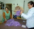 Spanish Saffron. La Mancha,Spain,Cultivation & harvesting (12)