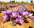 The saffron flower (1)