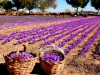 saffron-cultivation