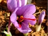 the-rose-of-saffron