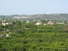 carcaixent-valencia-orange-groves