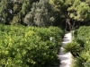 walking-through-san-vicentes-orange-groves-and-gardens