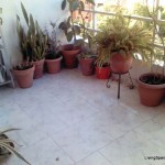 Homestay Sevilla, Spain, V. de Lujan, terrace 1.1