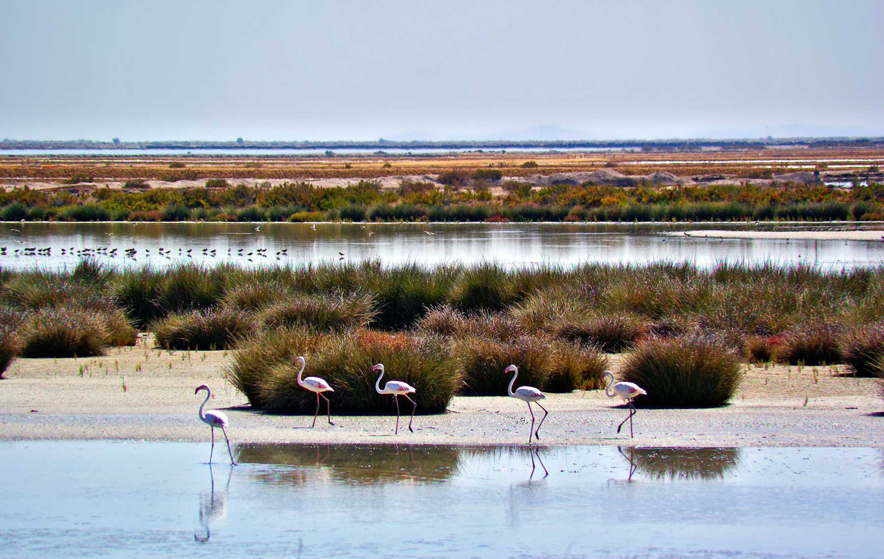 Foto Doñana